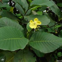 Dillenia suffruticosa (Griff.) Martelli